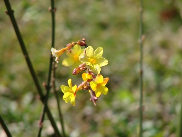 jasmin nudiflorum